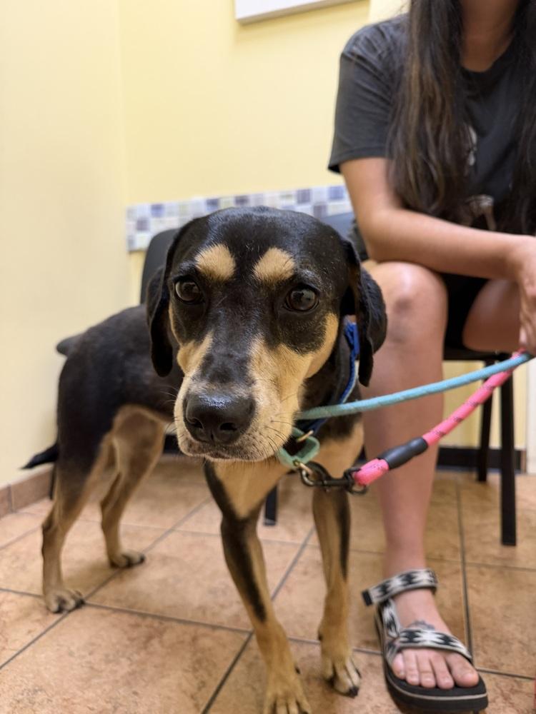 Salem, Adoptable, Adult Female Hound & Black and Tan Coonhound.