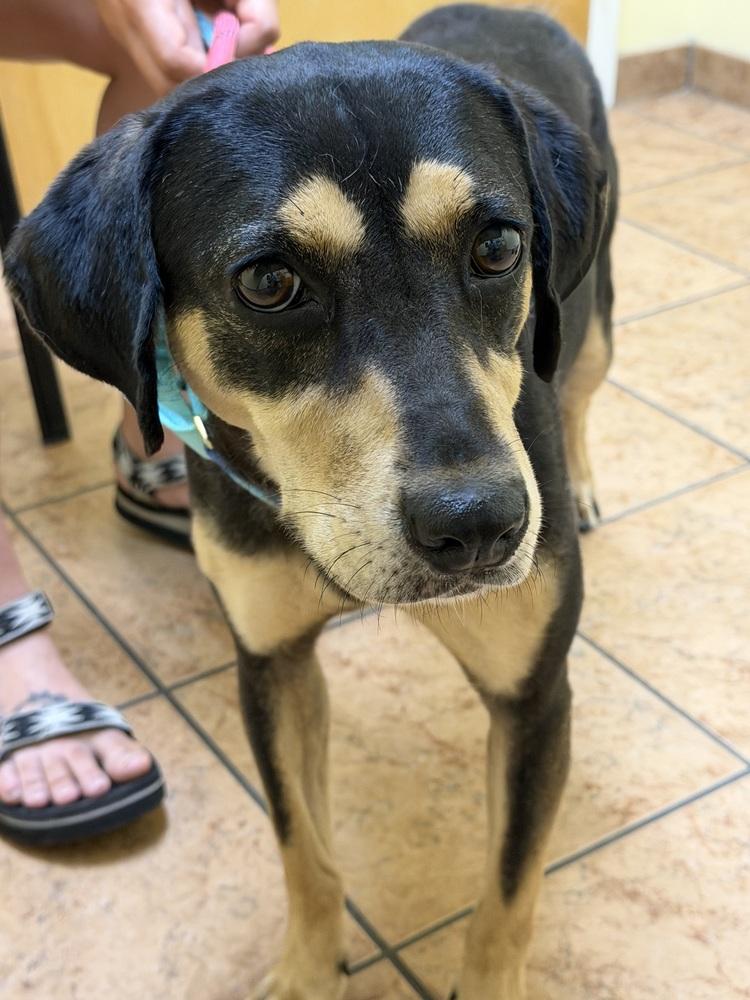 Enlarge Salem, a Adoptable mixed breed in Carrollton, VA image 2/3