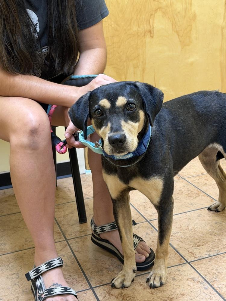 Enlarge Salem, a Adoptable mixed breed in Carrollton, VA image 3/3