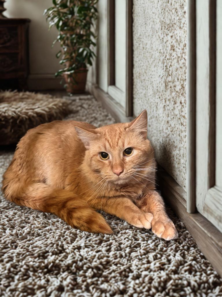 Garfield, Adoptable, Young Male Domestic Medium Hair.