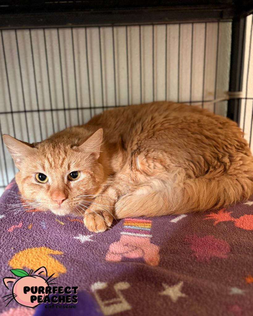 Enlarge Garfield, a Adoptable mixed breed in Douglasville, GA image 2/4