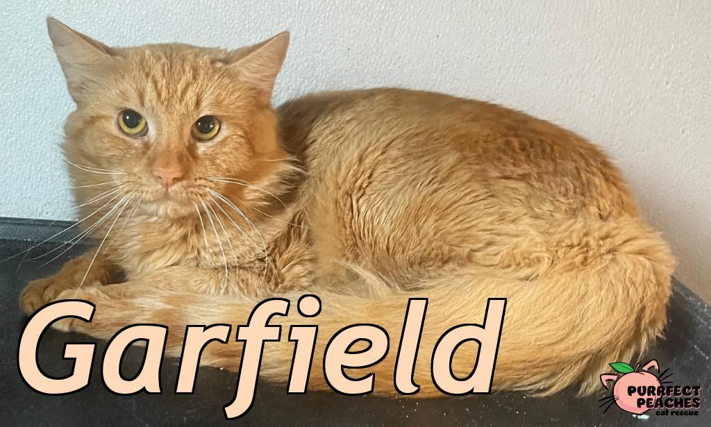 Enlarge Garfield, a Adoptable mixed breed in Douglasville, GA image 4/4