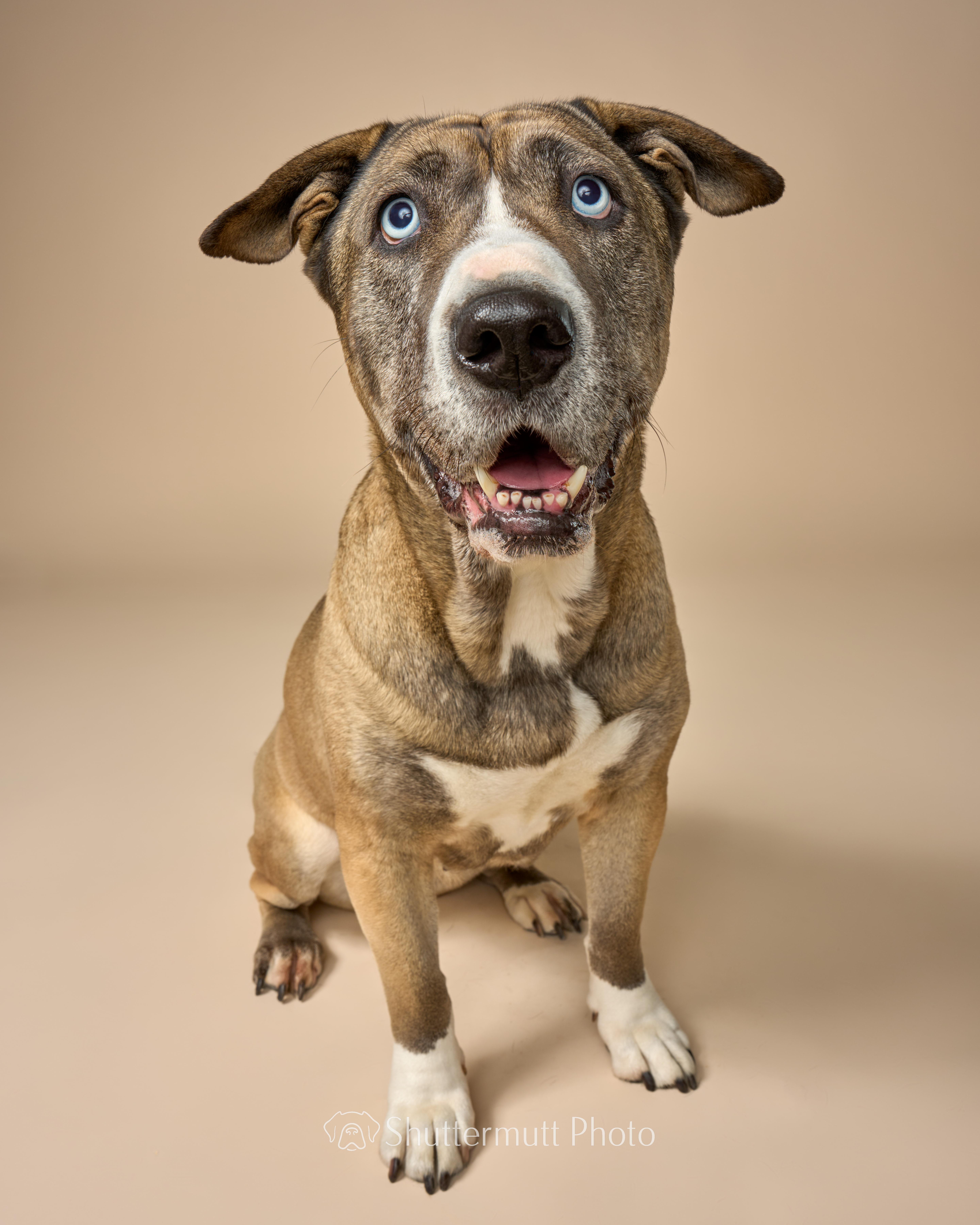 Enlarge Kiki Cupcake, a Adoptable mixed breed in sherman oaks, CA image 1/6
