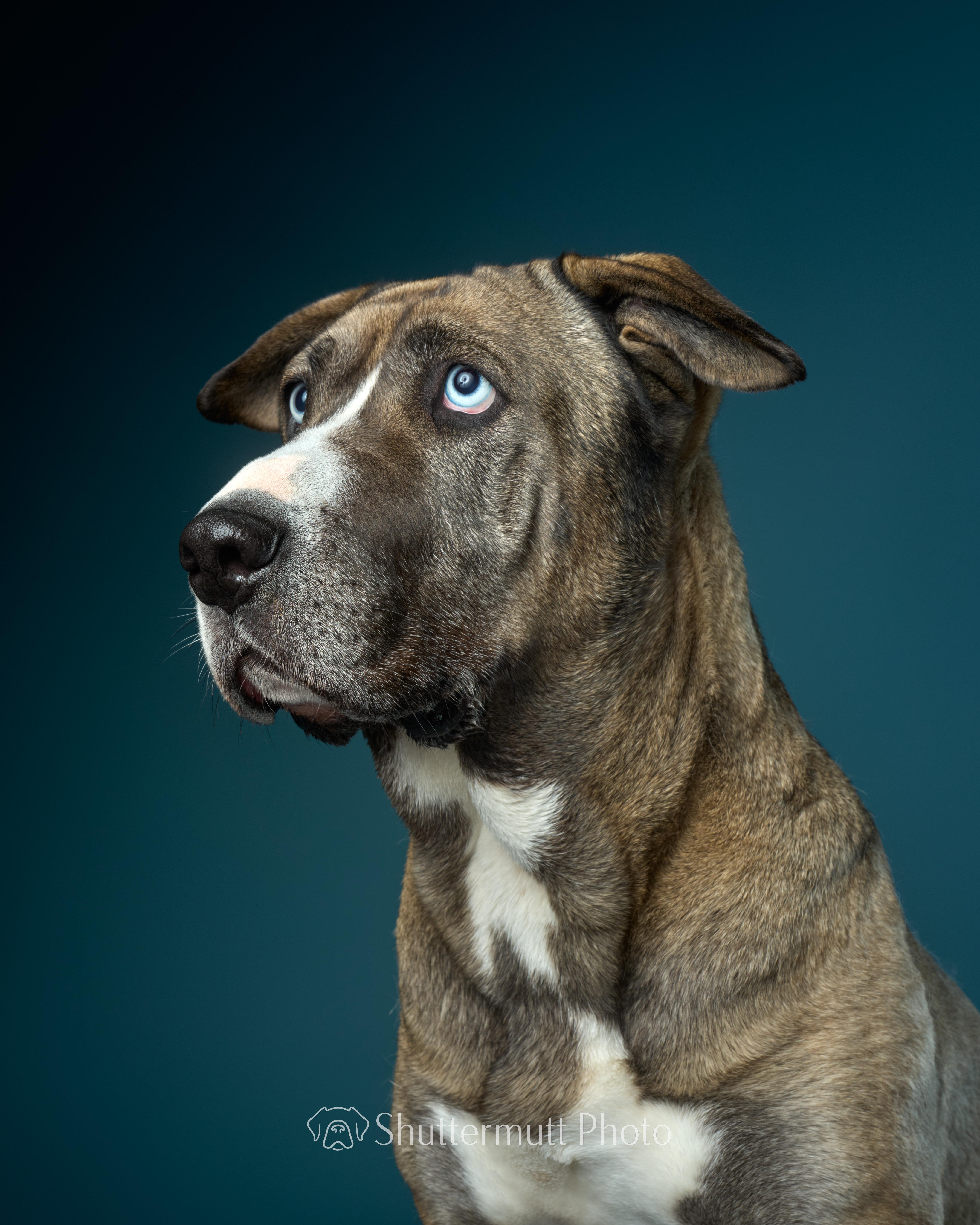 Enlarge Kiki Cupcake, a Adoptable mixed breed in sherman oaks, CA image 4/6