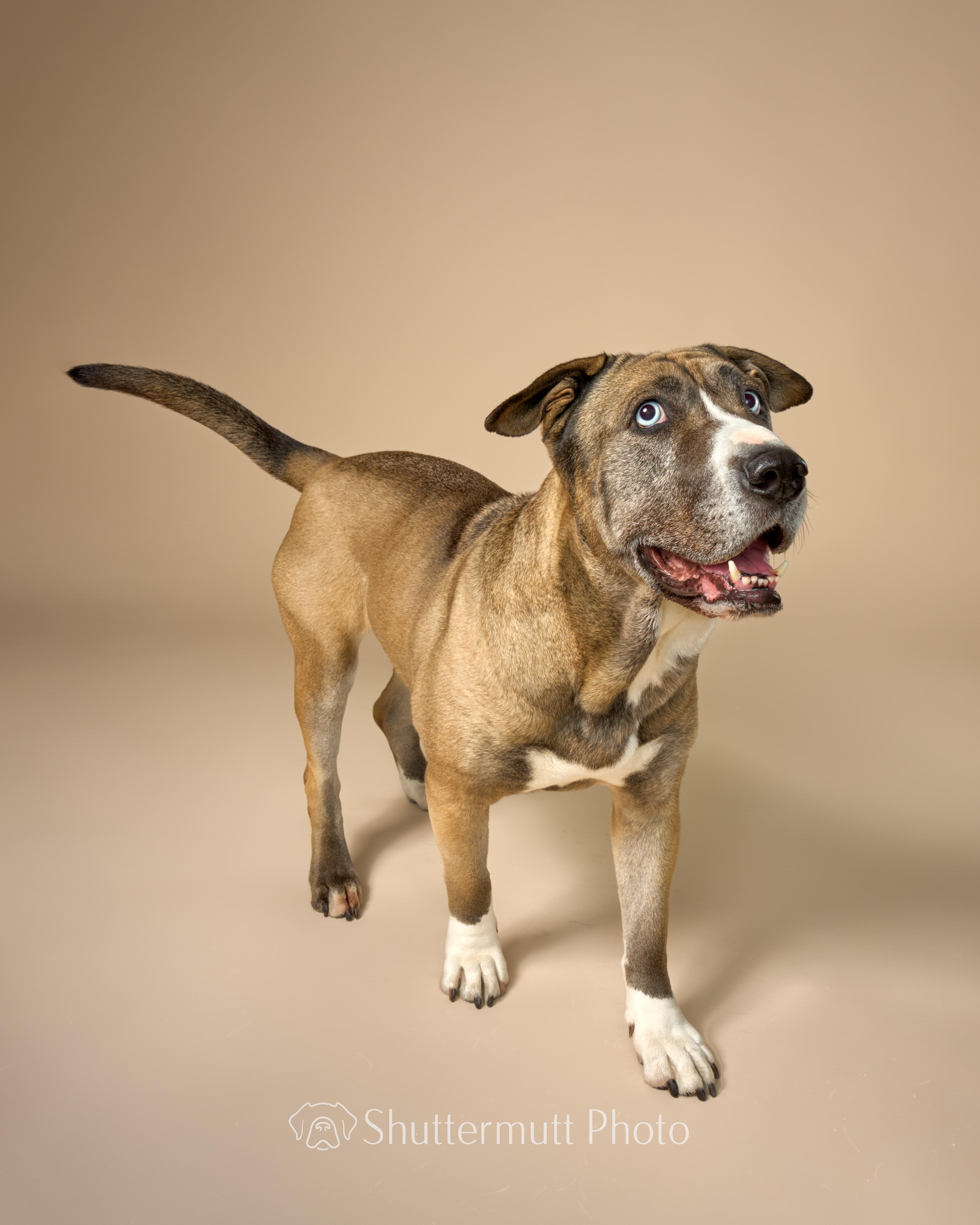 Enlarge Kiki Cupcake, a Adoptable mixed breed in sherman oaks, CA image 3/6