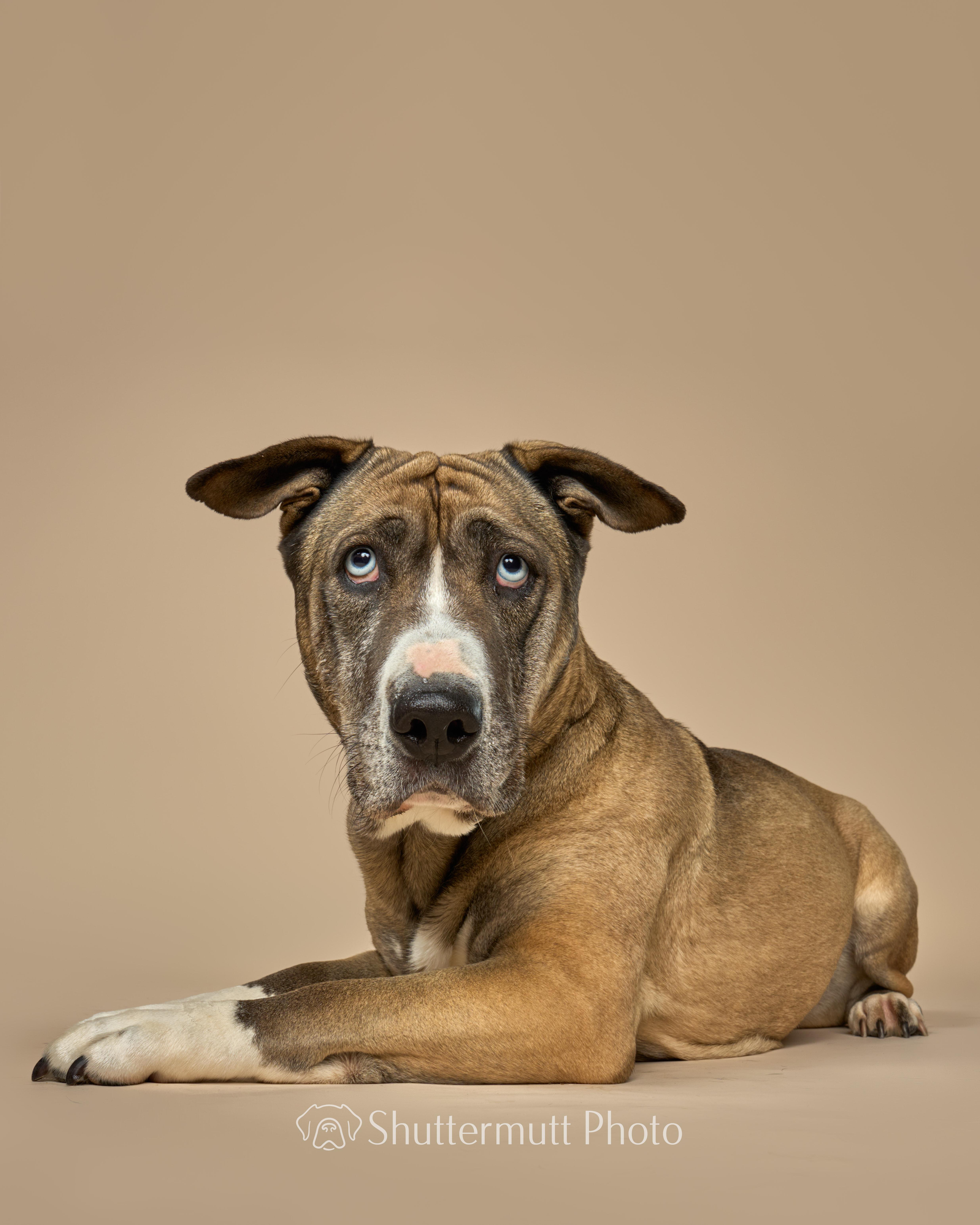 Enlarge Kiki Cupcake, a Adoptable mixed breed in sherman oaks, CA image 5/6