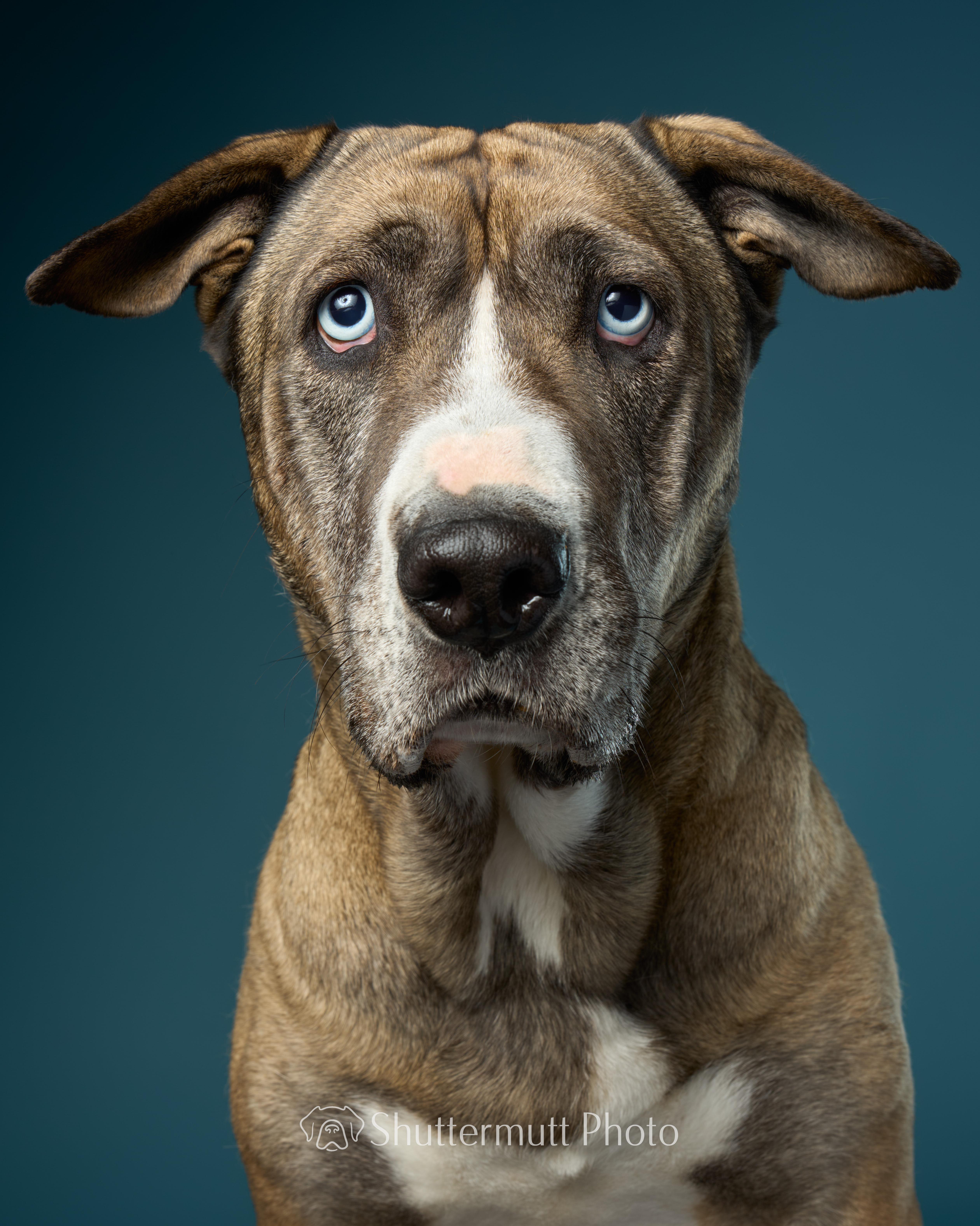 Enlarge Kiki Cupcake, a Adoptable mixed breed in sherman oaks, CA image 2/6