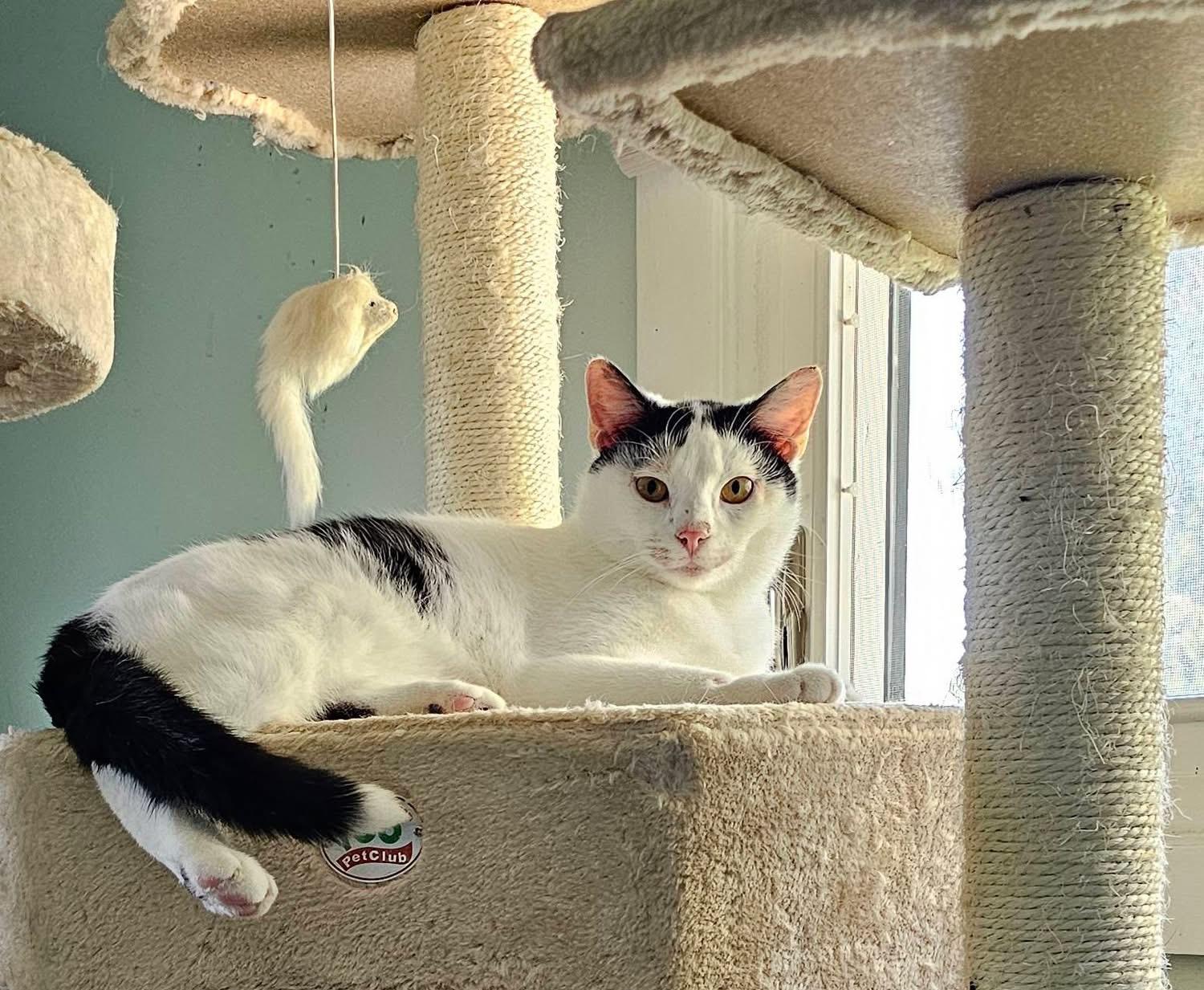 Valentino, Adoptable, Adult Male Domestic Short Hair.