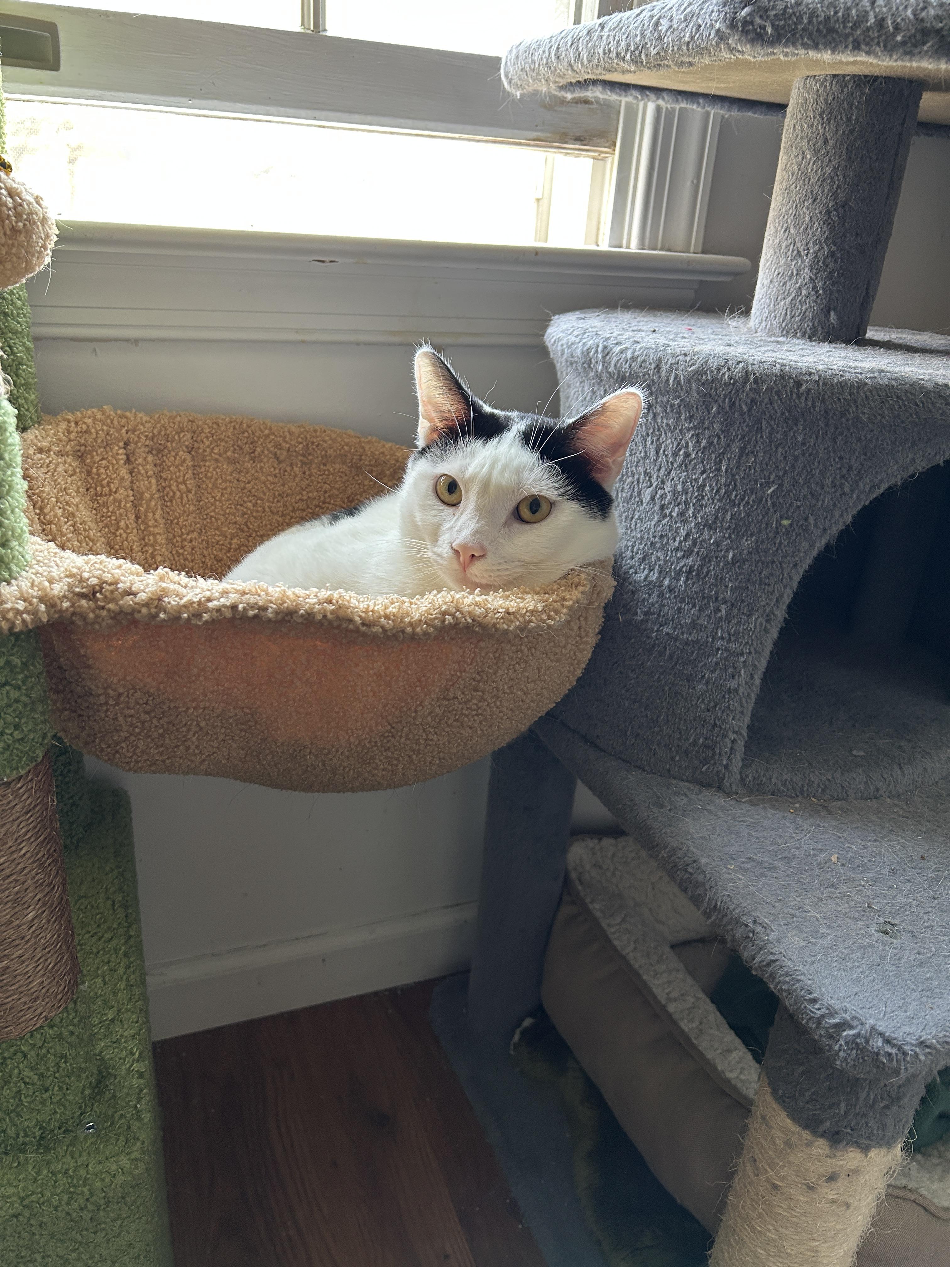 Valentino, a Adoptable mixed breed in BREINIGSVILLE, PA image 2/5