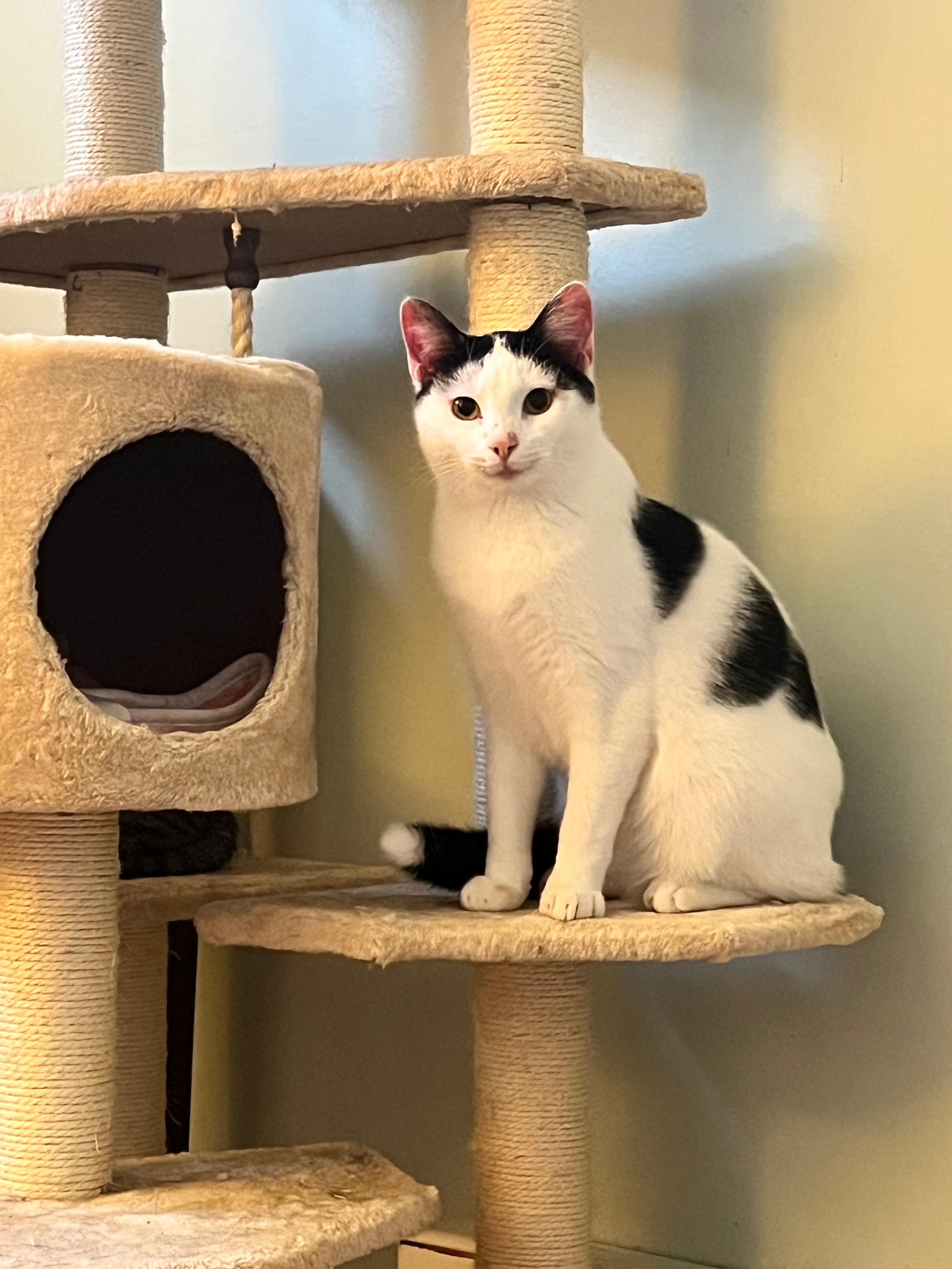 Valentino, a Adoptable mixed breed in BREINIGSVILLE, PA image 3/5