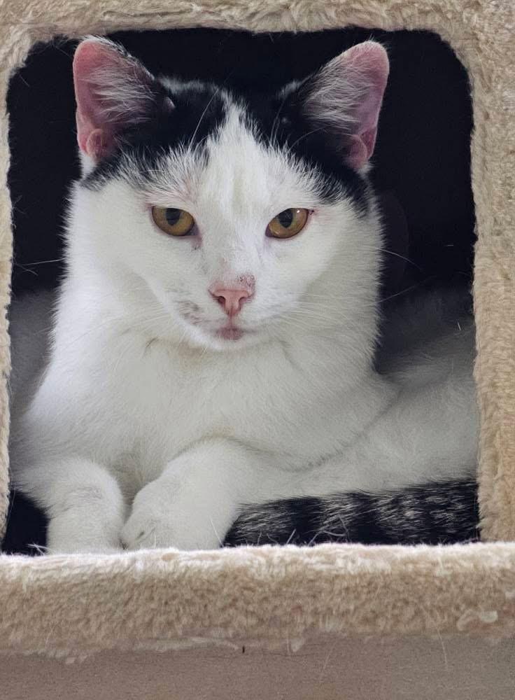 Valentino, a Adoptable mixed breed in BREINIGSVILLE, PA image 4/5
