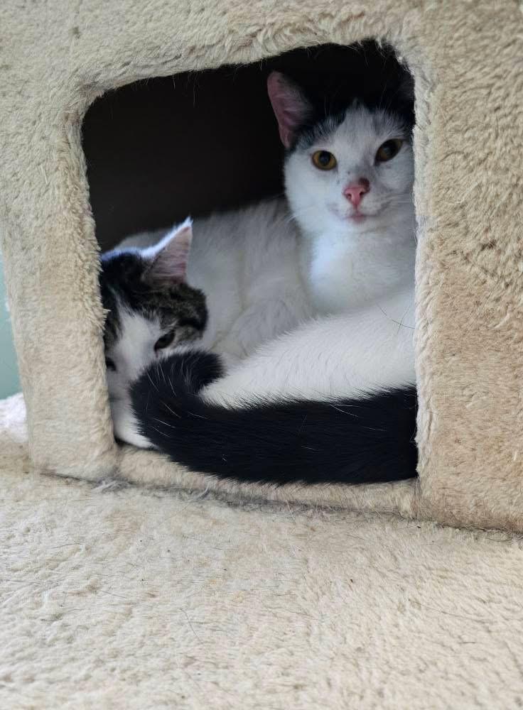 Valentino, a Adoptable mixed breed in BREINIGSVILLE, PA image 5/5