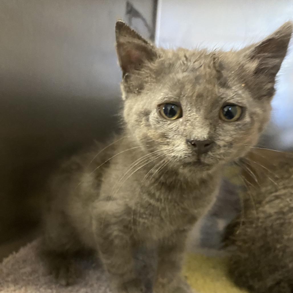 Graywing, Adoptable, Kitten Male Domestic Short Hair.