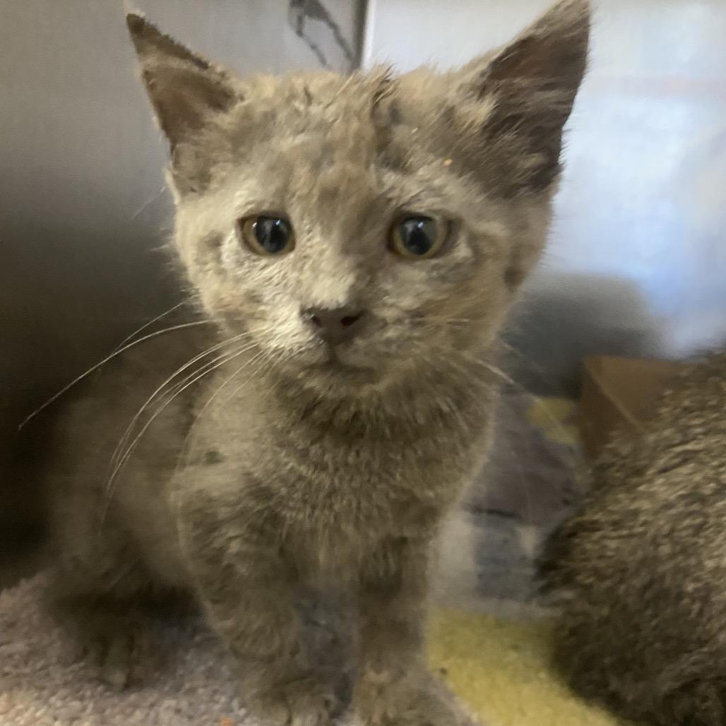 Graywing, a Adoptable Domestic Short Hair in Norfolk, NE image 2/4