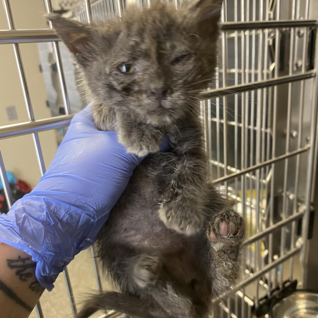 Graywing, a Adoptable Domestic Short Hair in Norfolk, NE image 4/4
