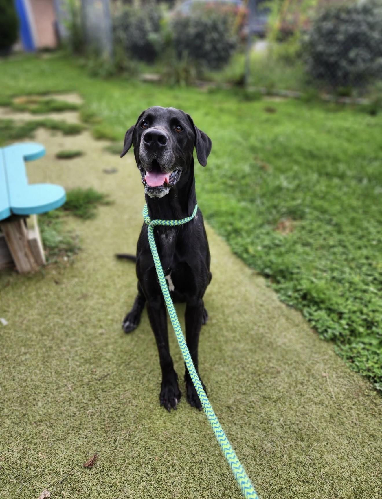 Enlarge TIM, a Adopted Great Dane in Wooster, OH image 1/1