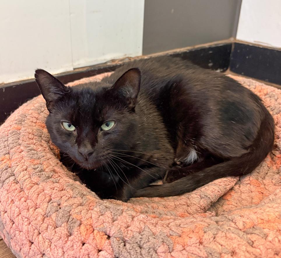 Valentino, ADOPTABLE, Senior Male Domestic Short Hair.