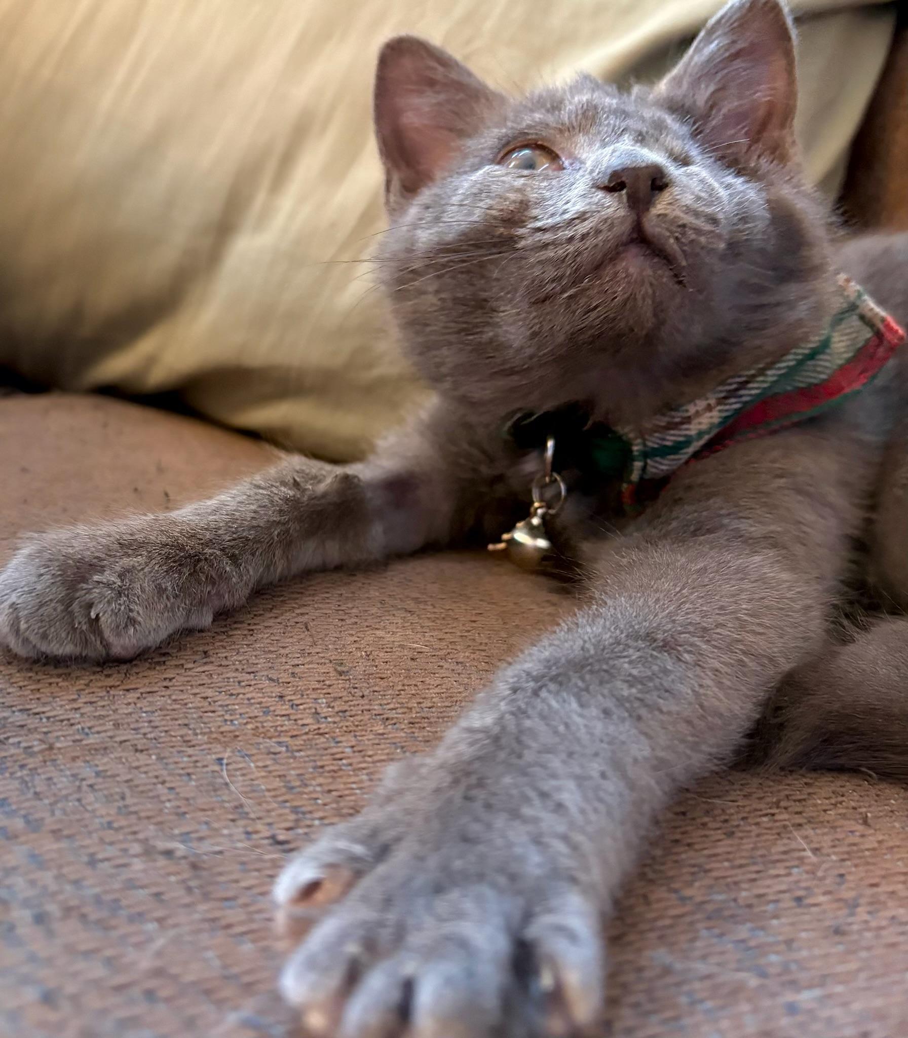 Enlarge Hector, an adopted Domestic Short Hair in Philadelphia, PA image 3/5