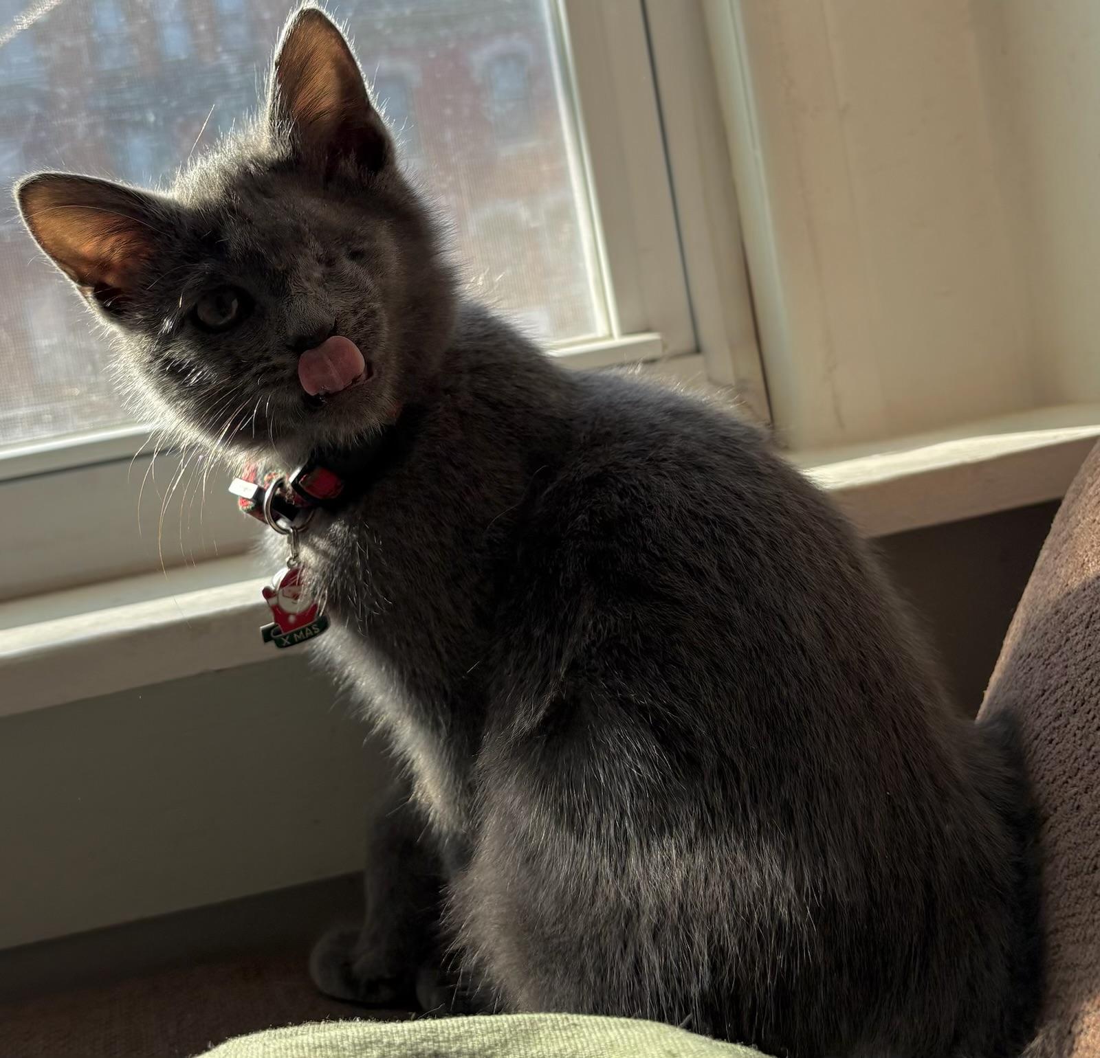 Hector, ADOPTABLE, Kitten Male Domestic Short Hair.