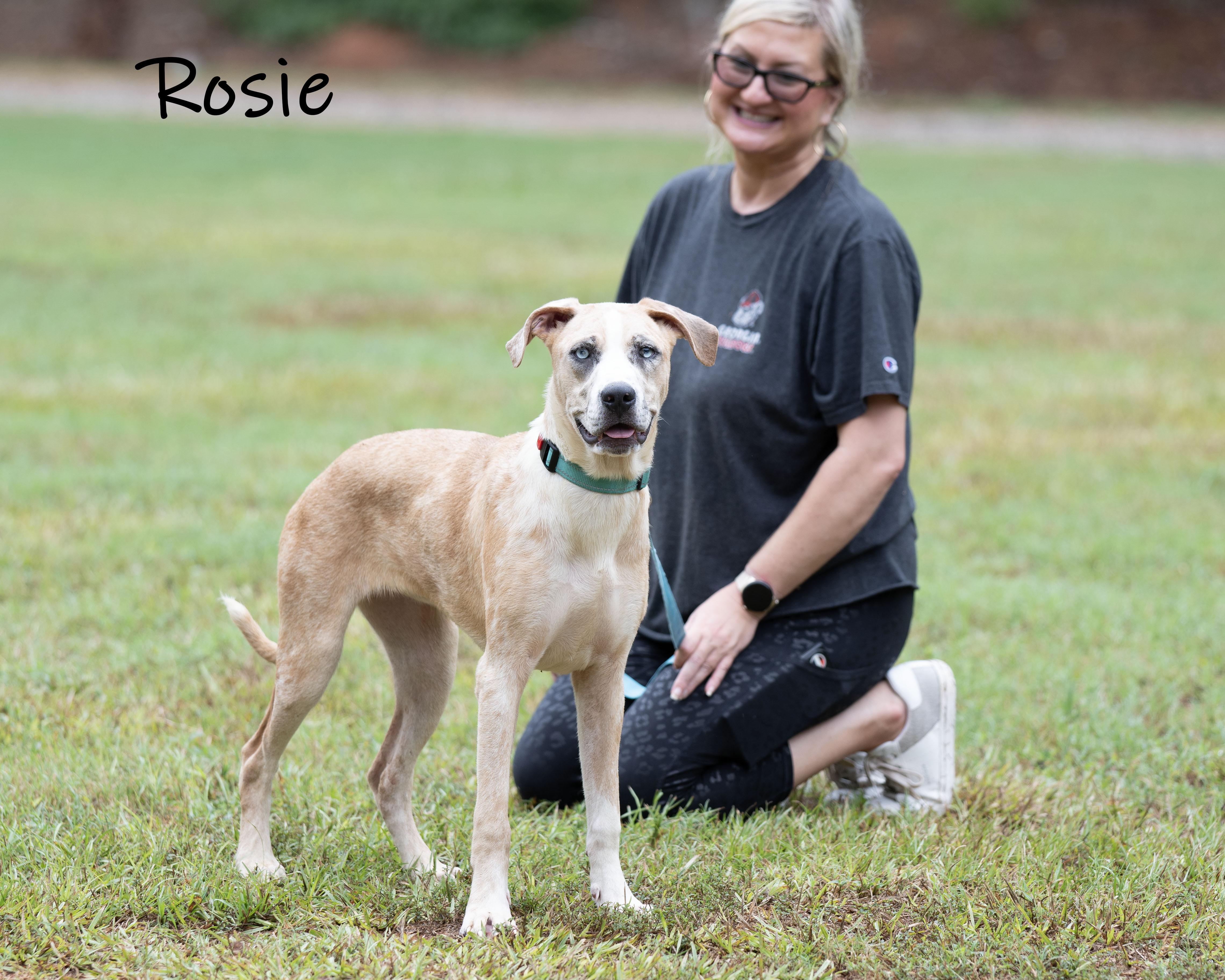 Enlarge Rosie, a Adoptable mixed breed in Bishop, GA image 5/6