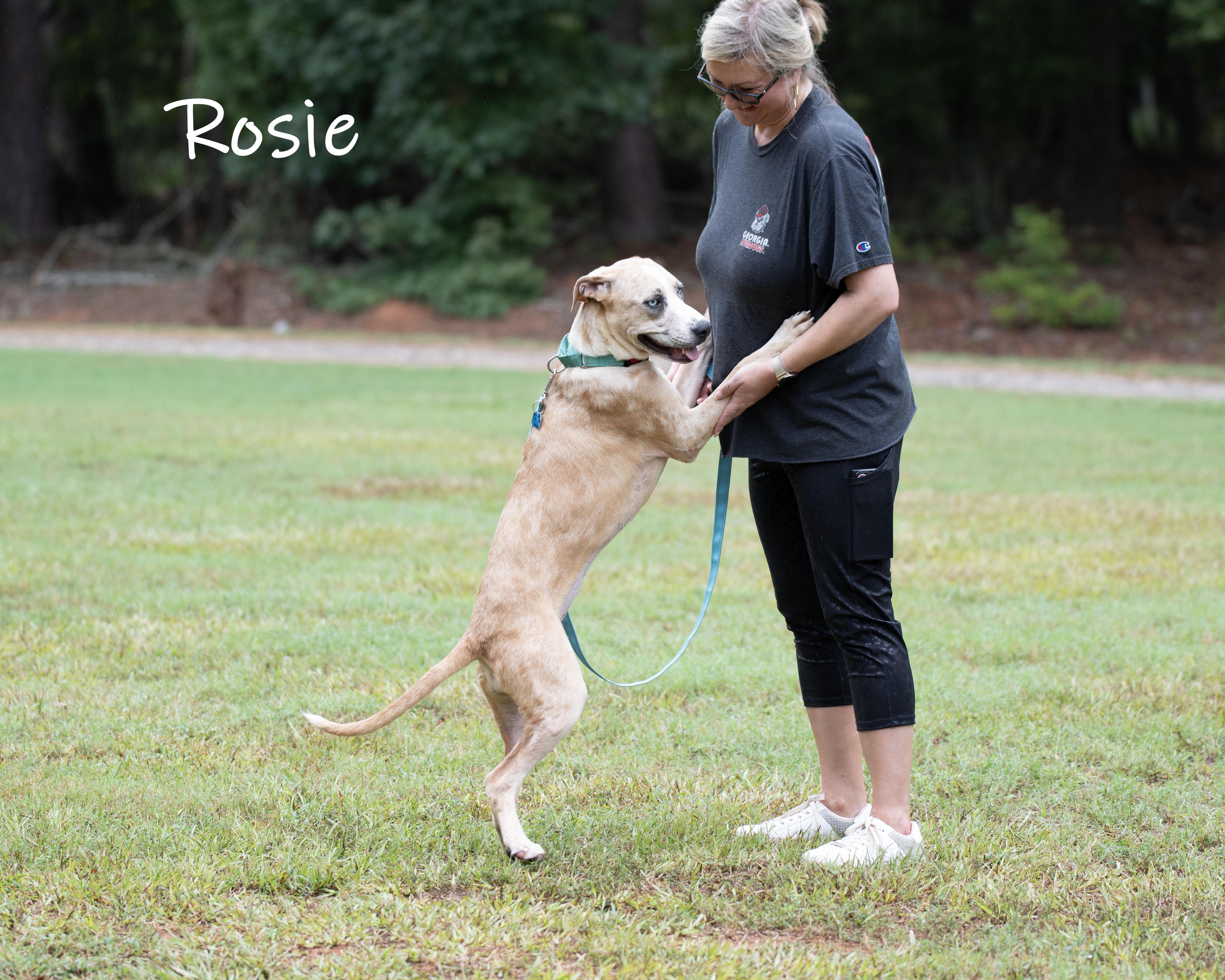 Enlarge Rosie, a Adoptable mixed breed in Bishop, GA image 4/6