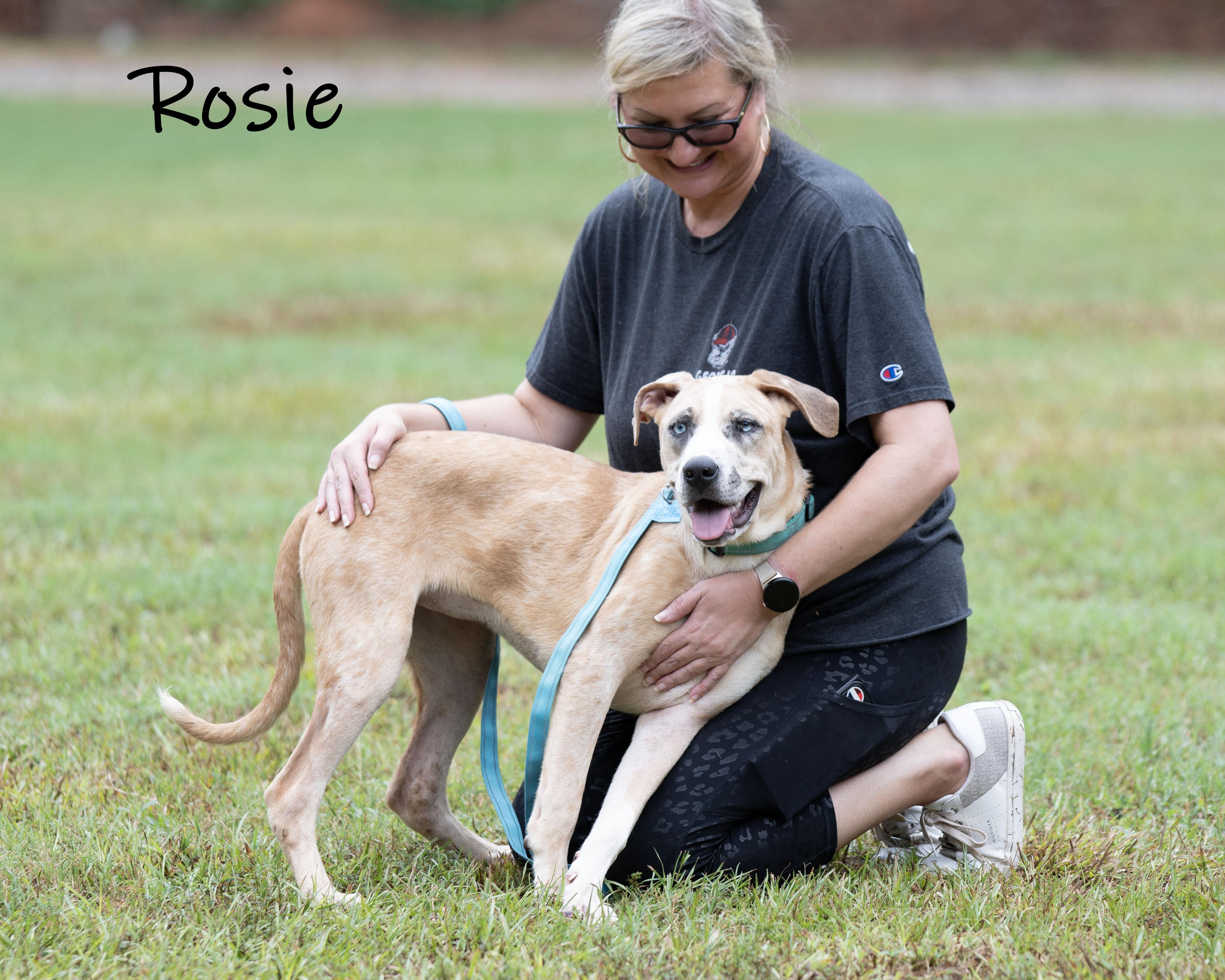 Enlarge Rosie, a Adoptable mixed breed in Bishop, GA image 6/6