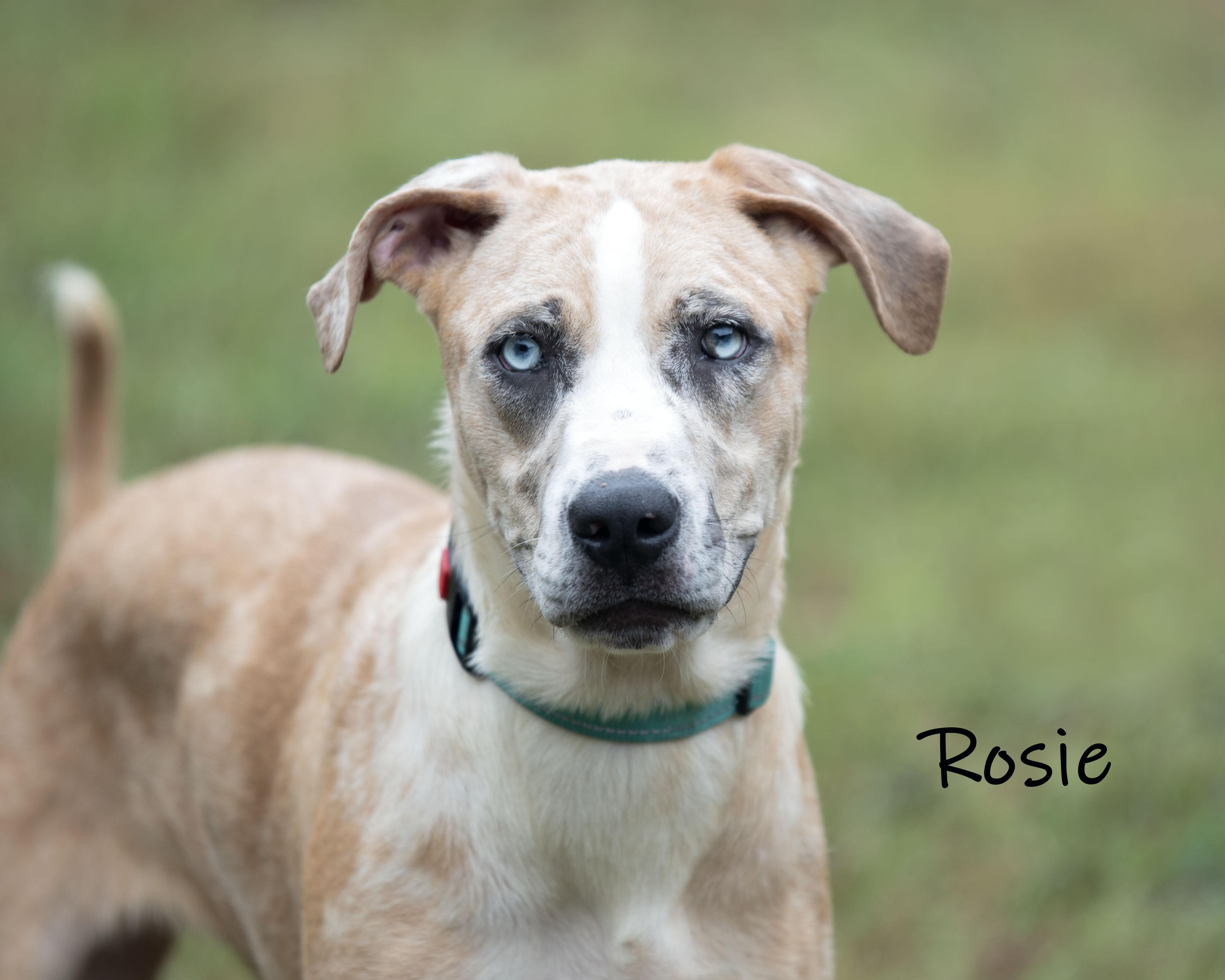 Rosie, Adoptable, Adult Female Mixed Breed.