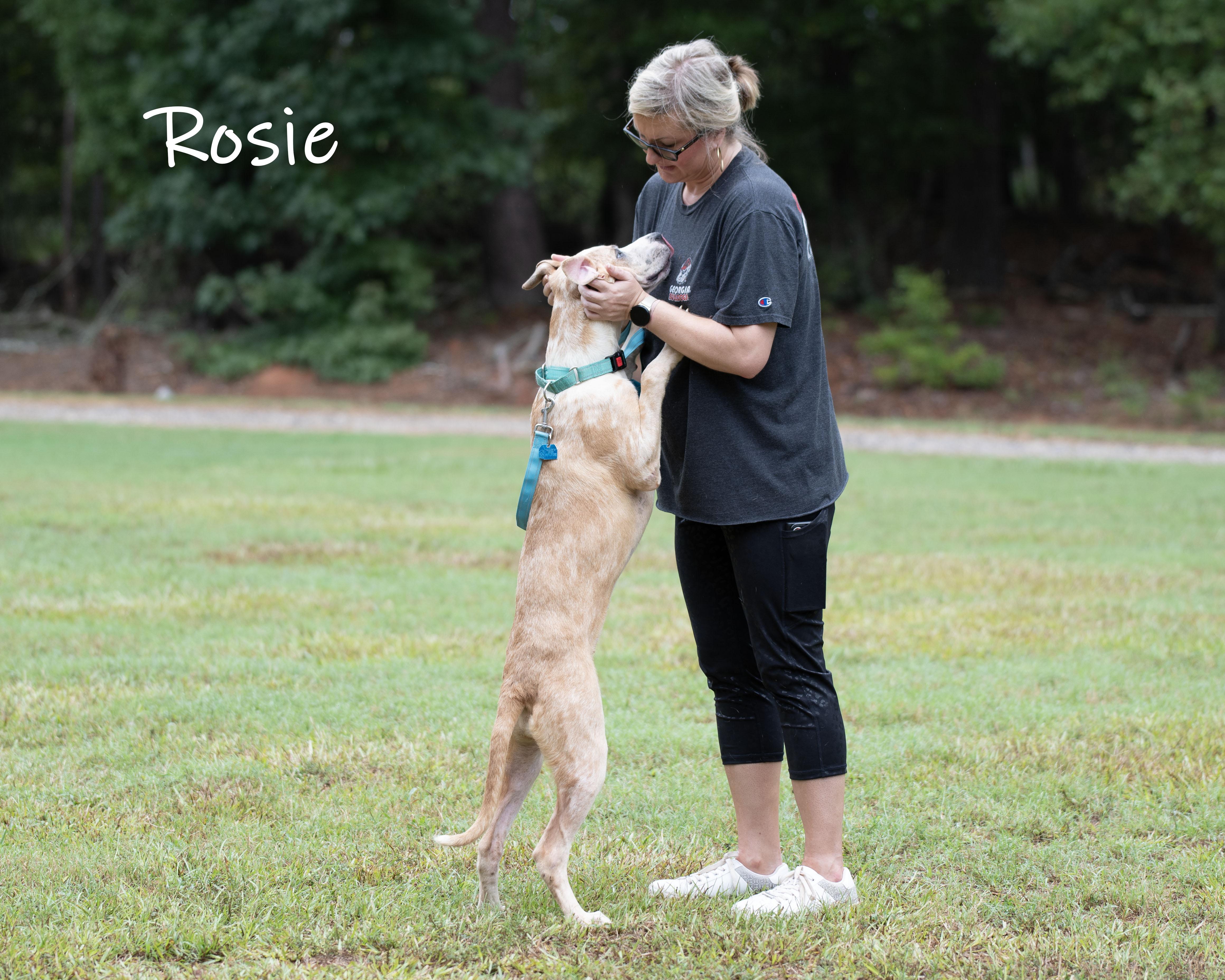 Enlarge Rosie, a Adoptable mixed breed in Bishop, GA image 3/6
