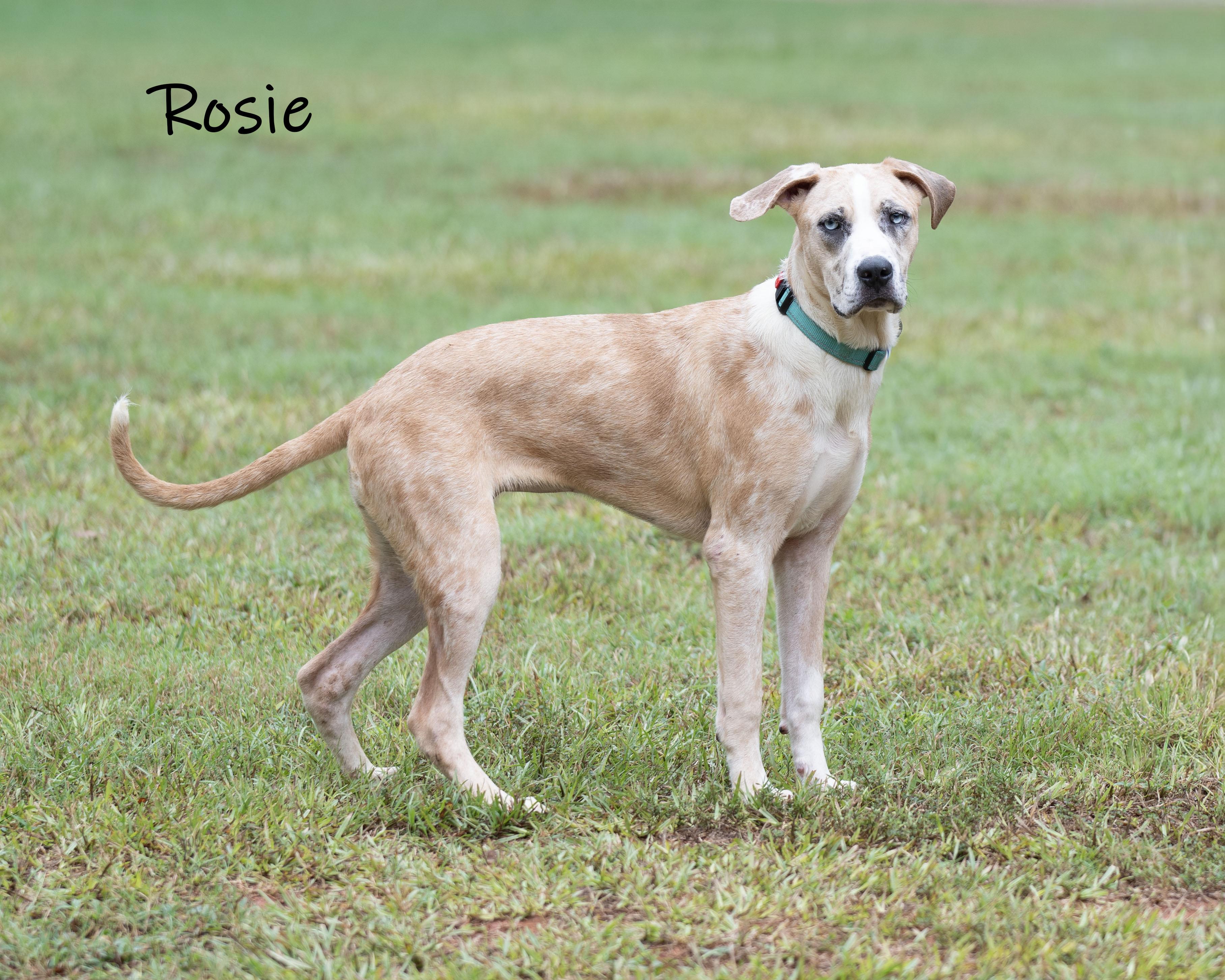 Enlarge Rosie, a Adoptable mixed breed in Bishop, GA image 2/6