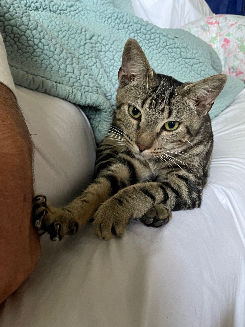 Ringo Star, Adopted, Young Male American Shorthair & Domestic Short Hair.