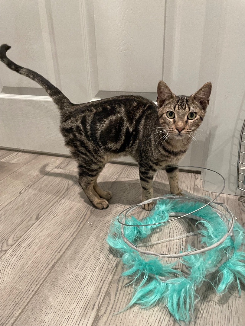 Enlarge Ringo Star, a Adopted mixed breed in Tifton, GA image 2/4