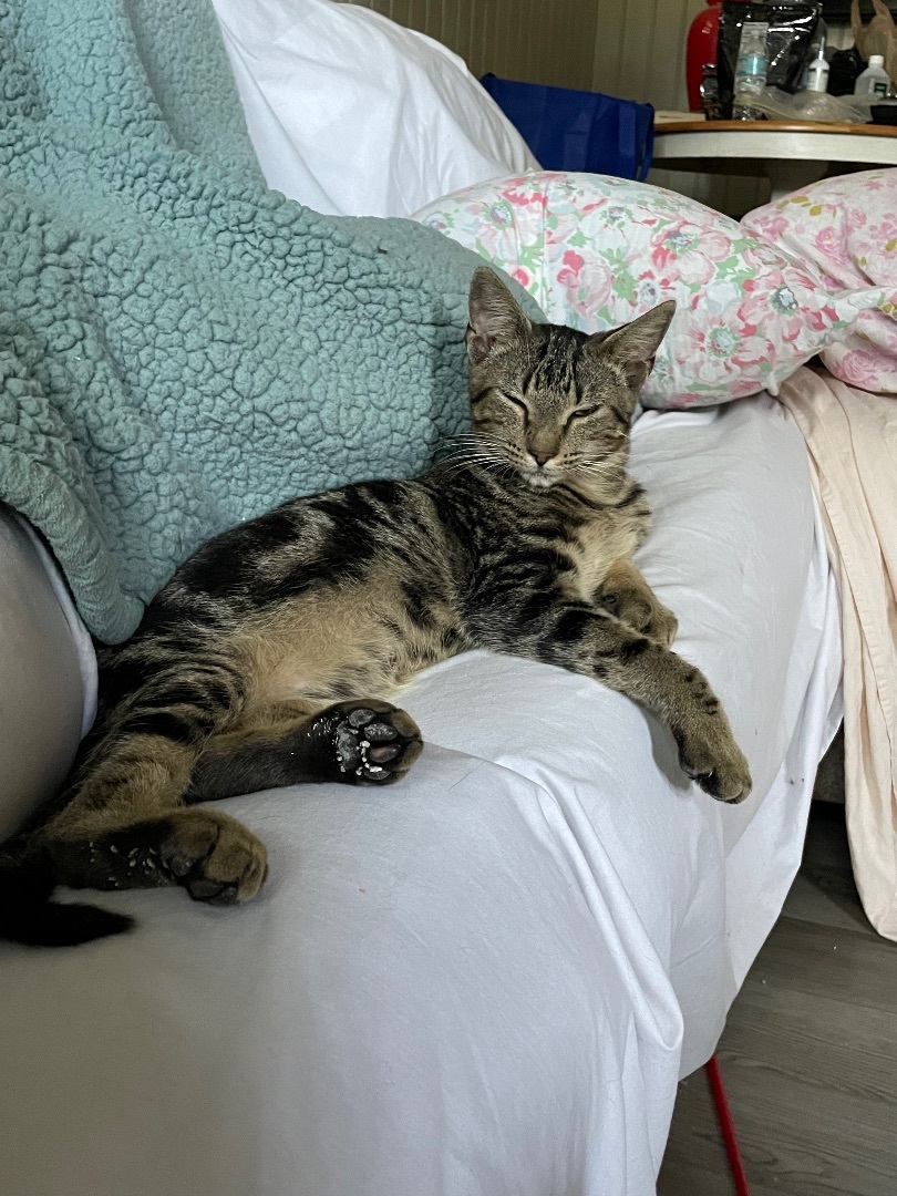 Enlarge Ringo Star, a Adopted mixed breed in Tifton, GA image 4/4