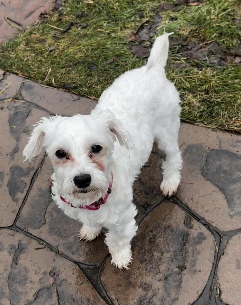 Cora, Adoptable, Young Female Maltese.