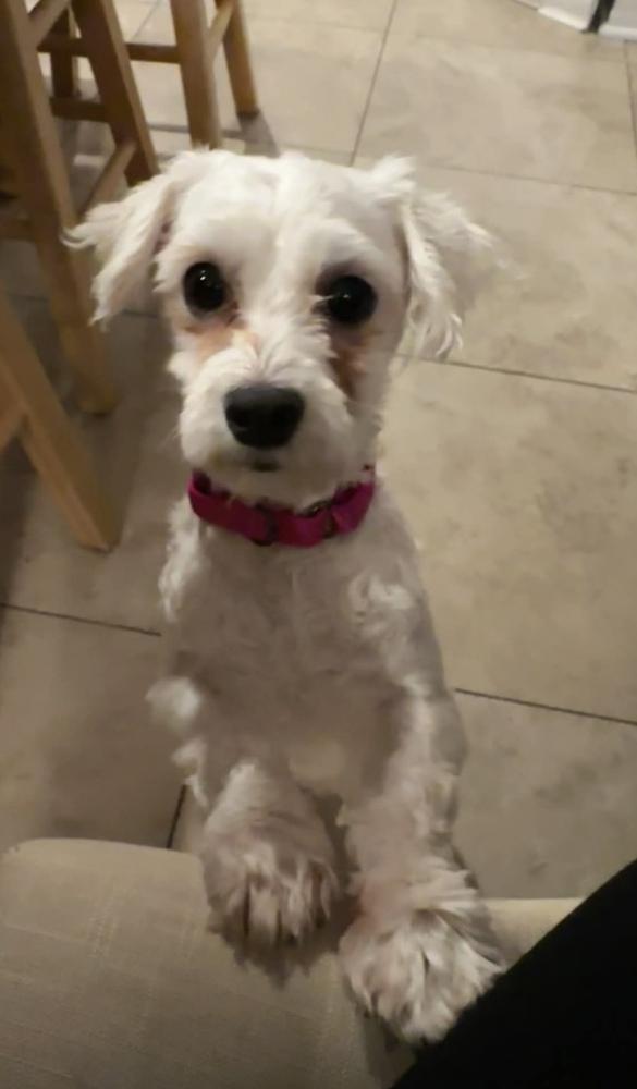 Enlarge Cora, a Adoptable mixed breed in Cheektowaga, NY image 2/3