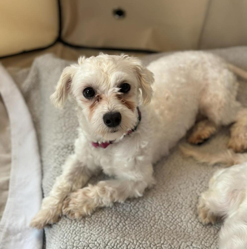 Enlarge Cora, a Adoptable mixed breed in Cheektowaga, NY image 3/3