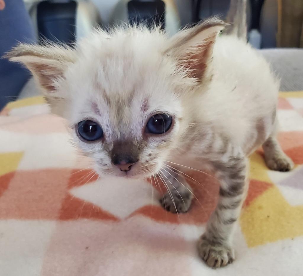 Ducky, Adoptable, Kitten Male Domestic Short Hair.