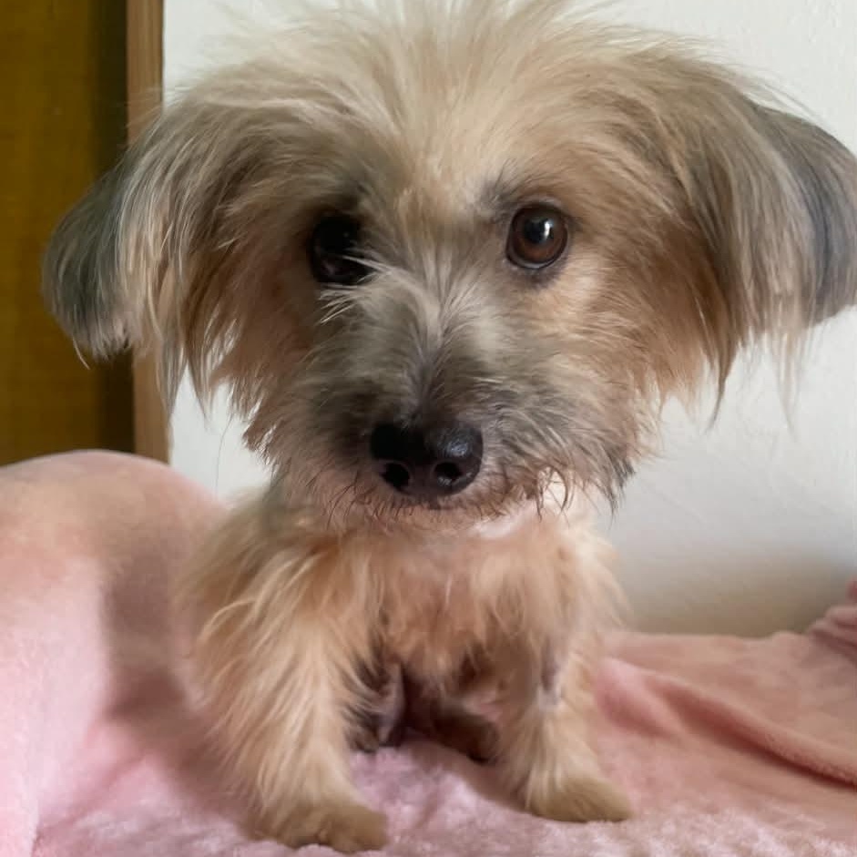 Enlarge Flo, a Adoptable Havanese in ISABELA, PR image 1/2