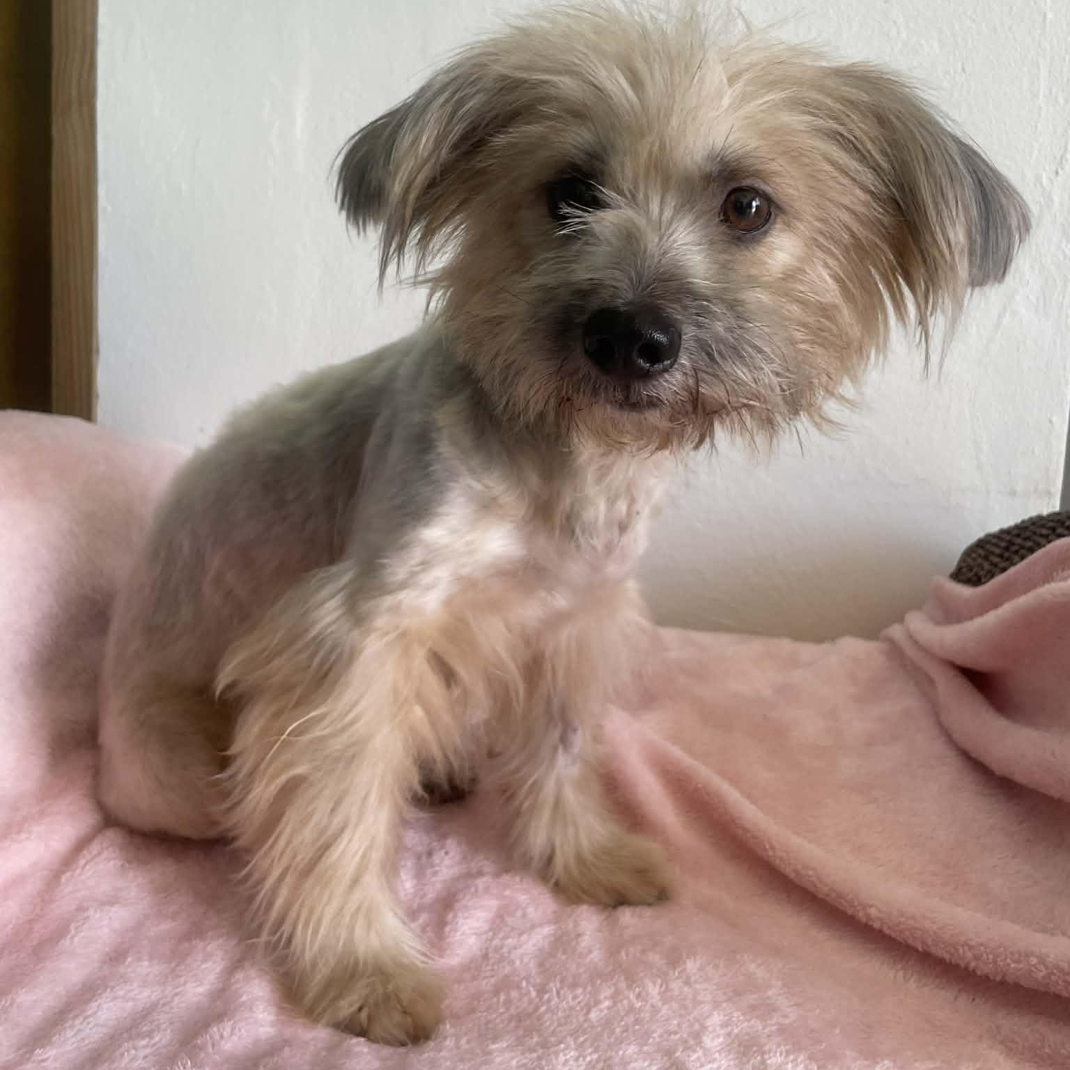 Enlarge Flo, a Adoptable Havanese in ISABELA, PR image 2/2