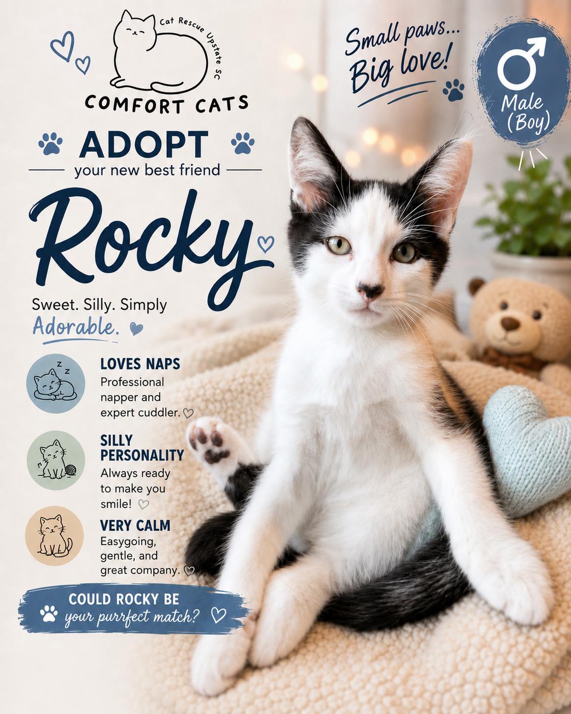 Rocky, ADOPTABLE, Young Male Domestic Short Hair.