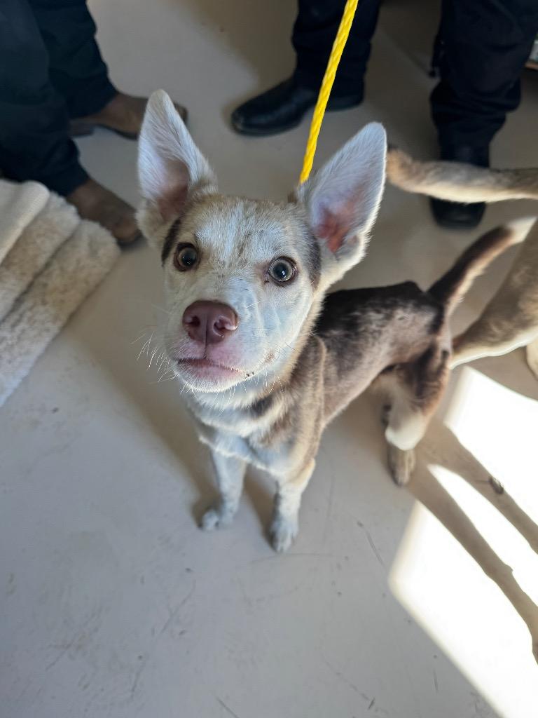 Trevor, Adoptable, Young Male Australian Cattle Dog / Blue Heeler & Australian Shepherd.