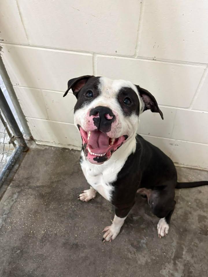 Enlarge Panda Bear (Atticus), a Adoptable Mixed Breed in Ocala, FL image 1/2