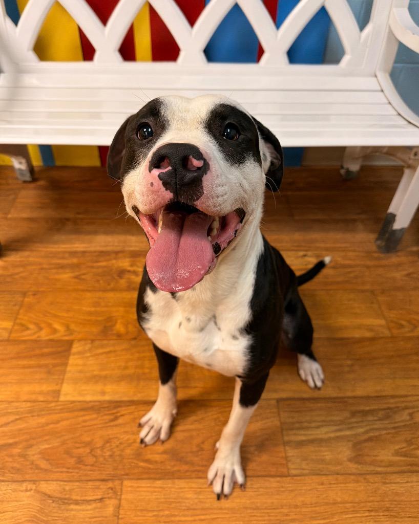 Enlarge Panda Bear (Atticus), a Adoptable Mixed Breed in Ocala, FL image 2/2