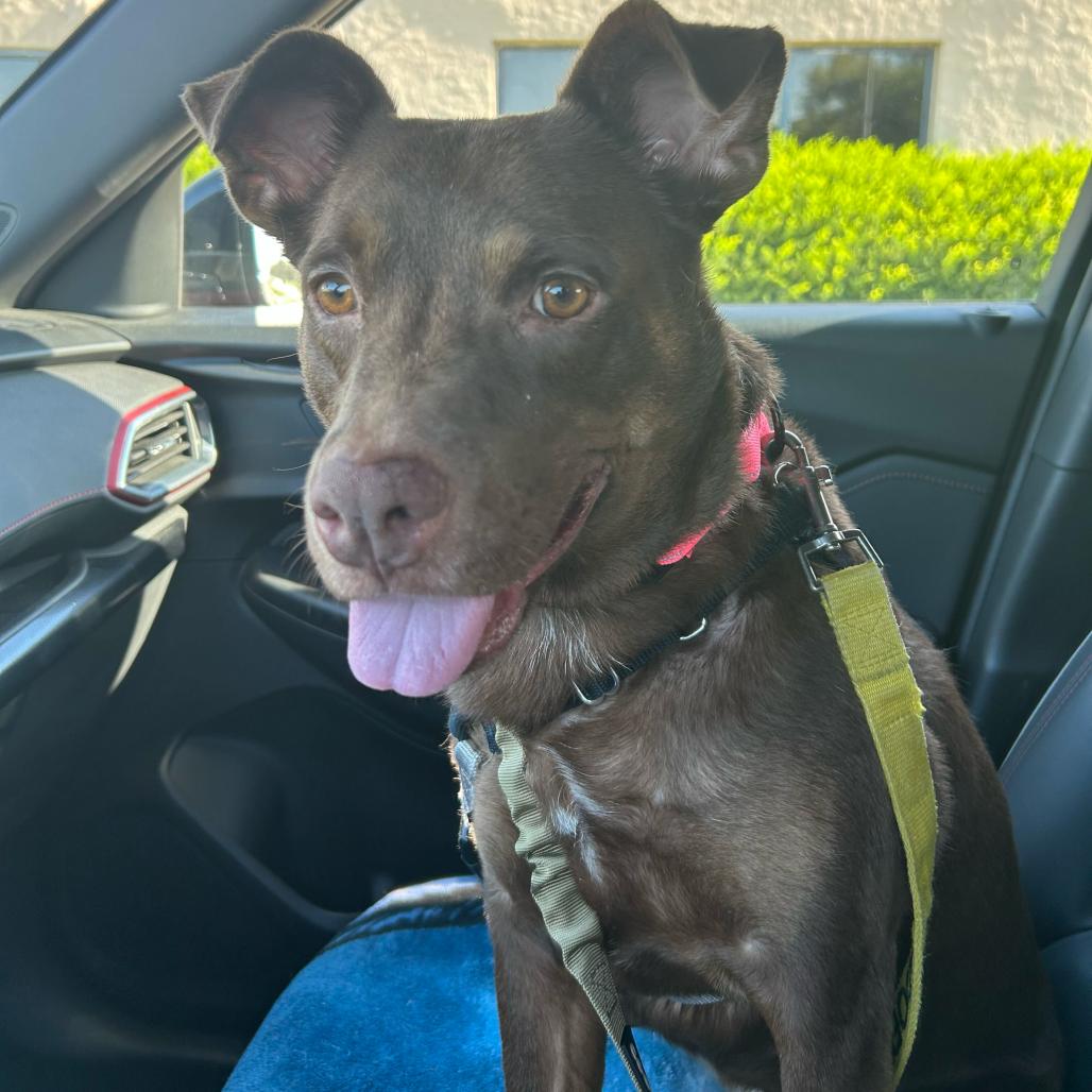 Hershey, Adoptable, Adult Female Labrador Retriever & Mixed Breed.