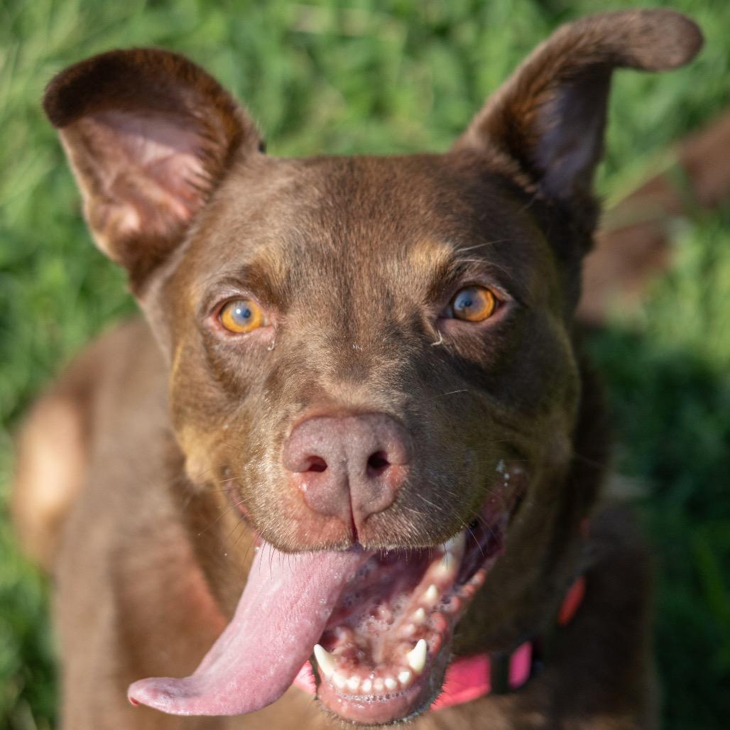 Enlarge Hershey, a Adoptable mixed breed in Wilmington, DE image 3/6