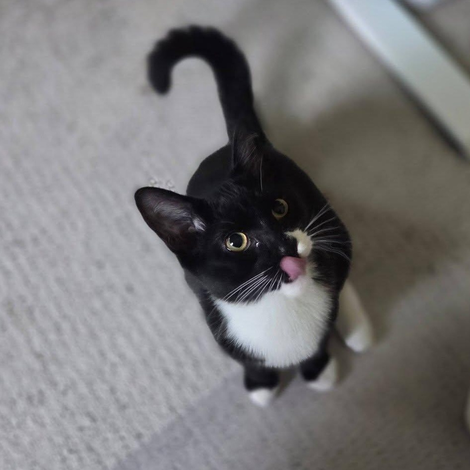 Enlarge Mufasa, a Adoptable Tuxedo in Rochester, NY image 1/2