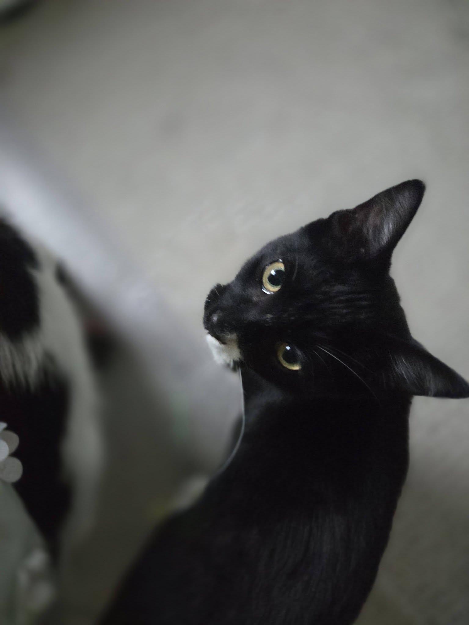 Enlarge Mufasa, a Adoptable Tuxedo in Rochester, NY image 2/2