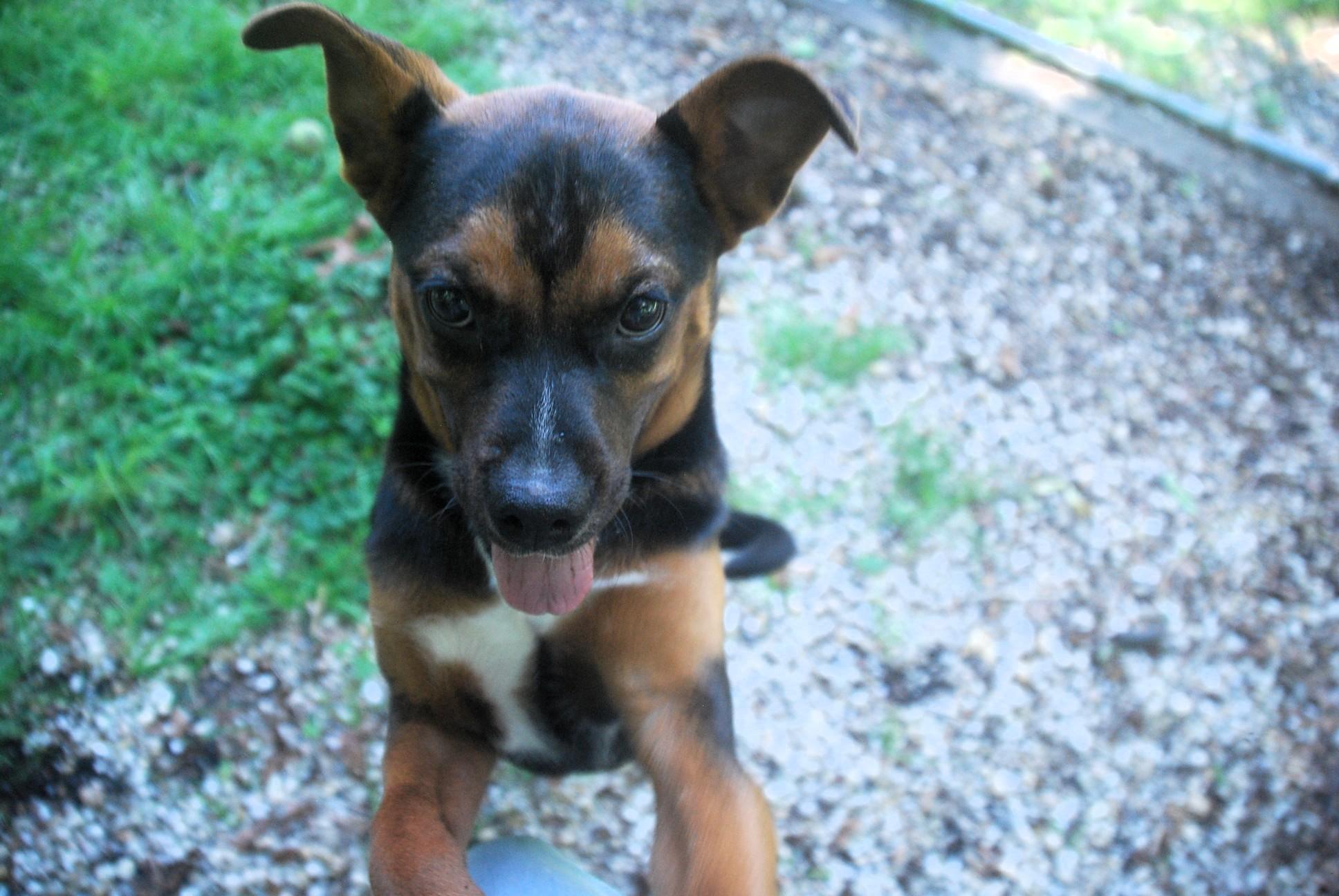 Cannon, Young Male Terrier