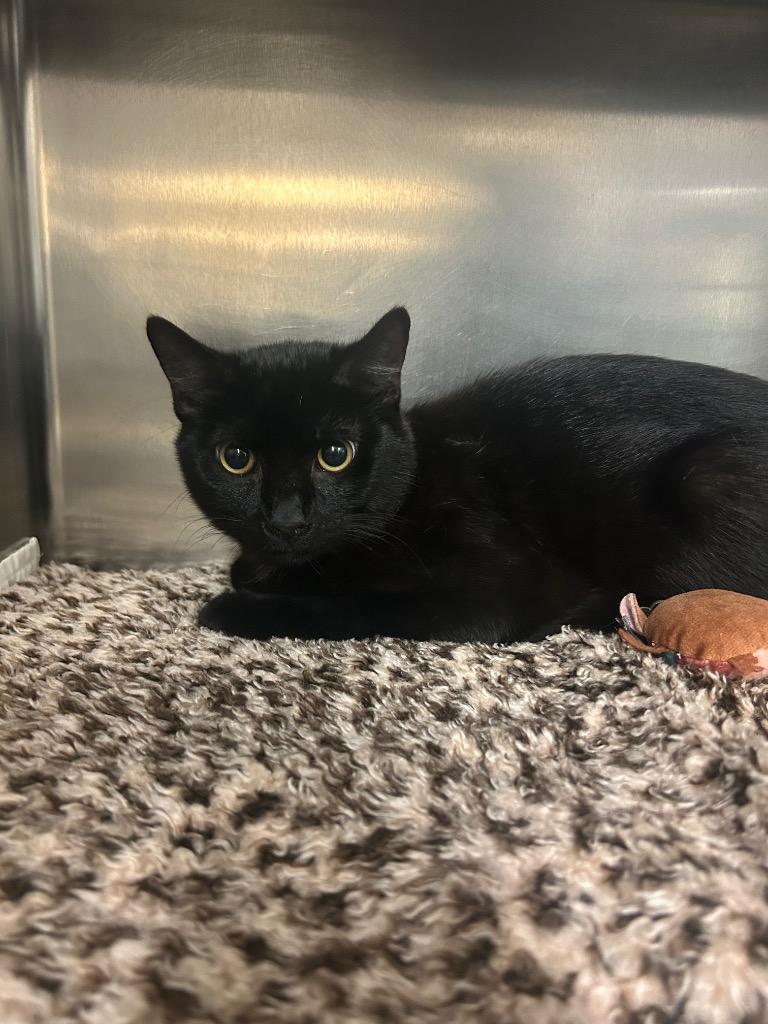 Enlarge black-jack, a Adoptable mixed breed in Mineral, VA image 1/1