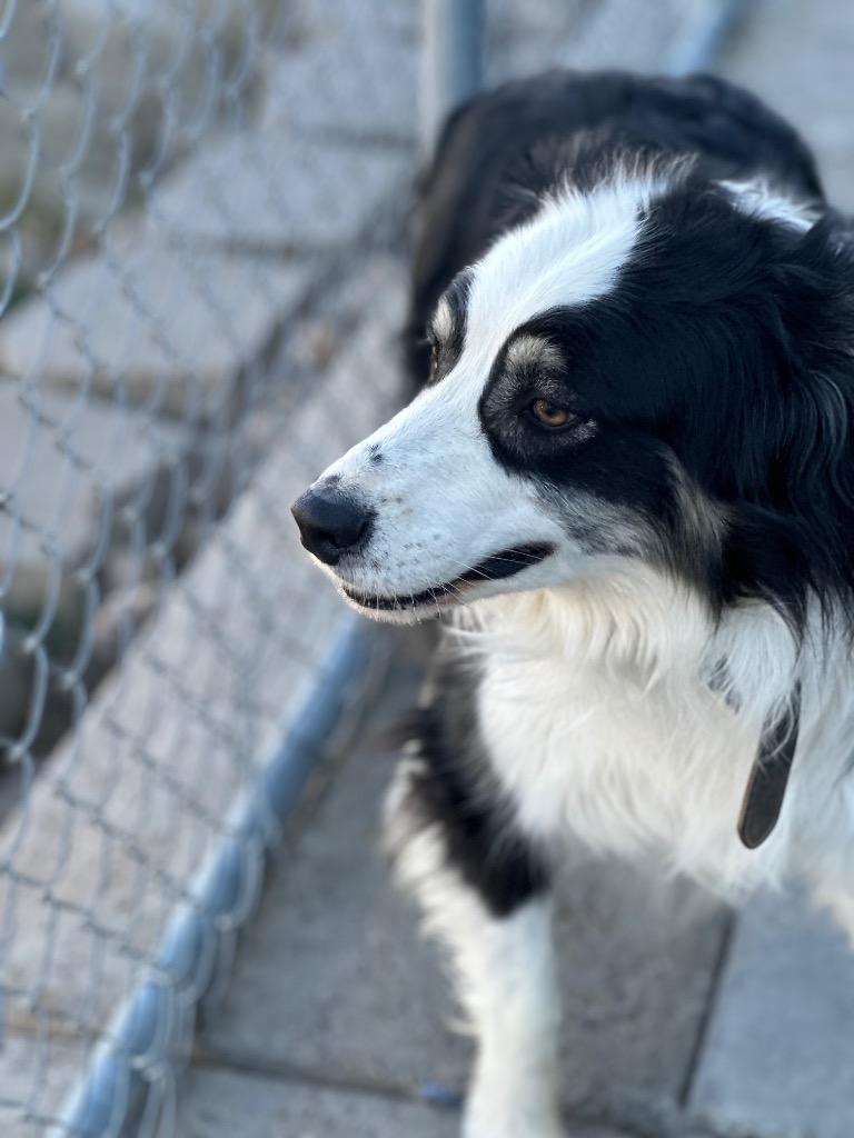 Enlarge Jax, a Adoptable Australian Shepherd in Green River, WY image 1/1