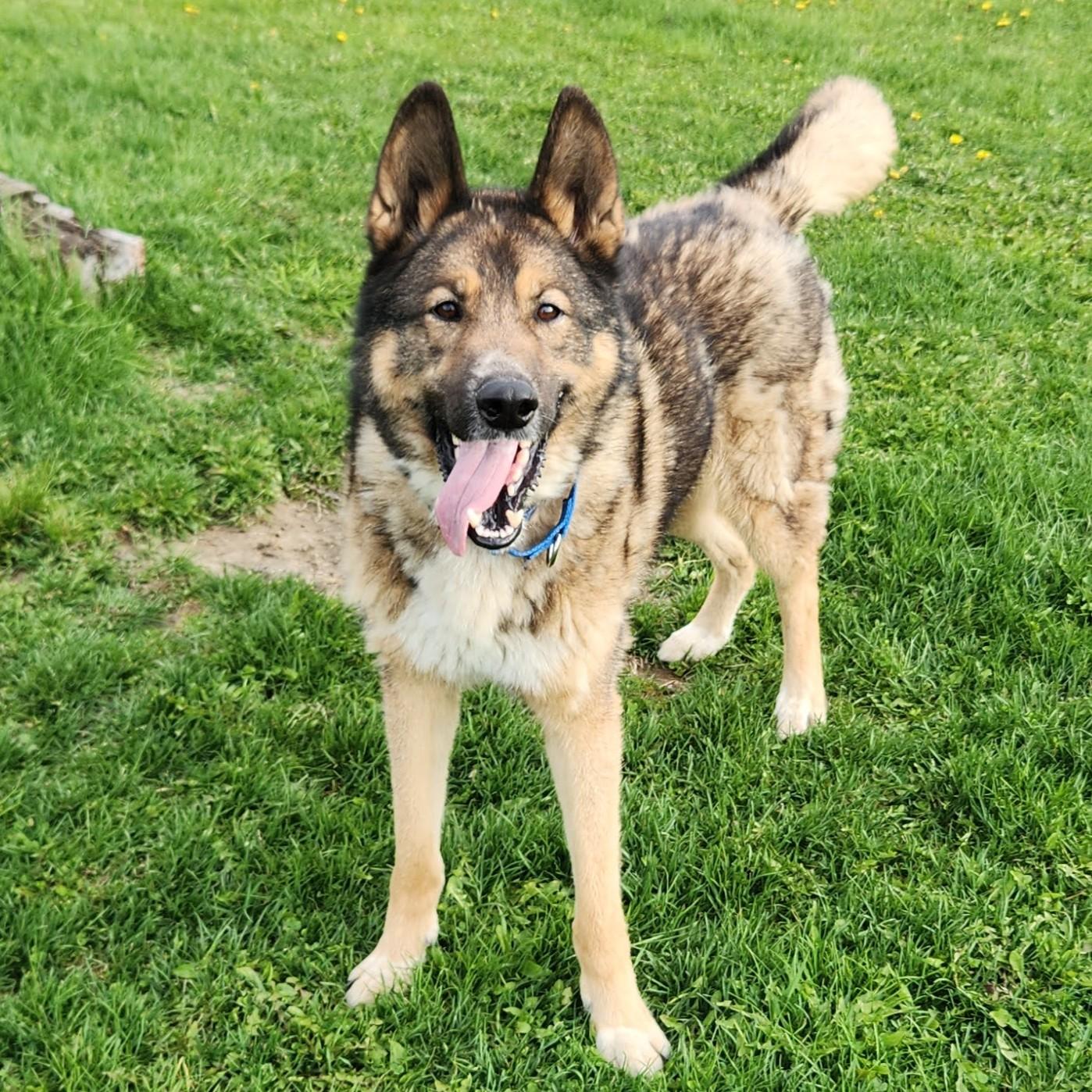 Enlarge Rocky, a ADOPTABLE mixed breed in Marshfield, WI image 3/6